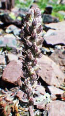 Veronica wyomingensis