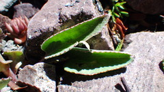 Veronica wyomingensis