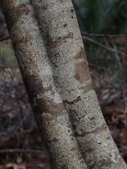 Nematolepis squamea squamea