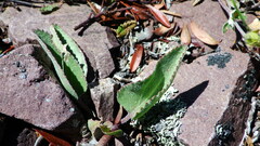 Veronica wyomingensis