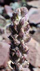 Veronica wyomingensis