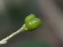 Nematolepis squamea squamea