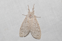 Calliteara axutha