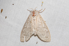 Calliteara axutha