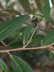 Nematolepis squamea squamea