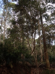 Nematolepis squamea squamea