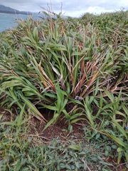 Dianella congesta
