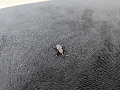 Odoiporus longicollis