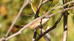 Poodytes carteri