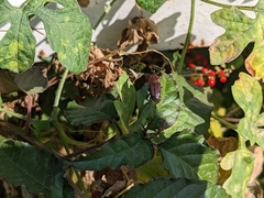 Odoiporus longicollis