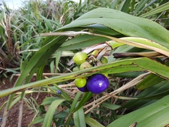 Dianella congesta