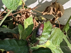 Odoiporus longicollis