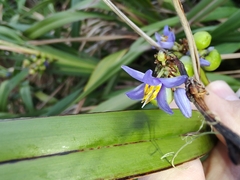 Dianella congesta