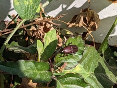 Odoiporus longicollis