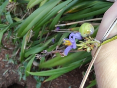Dianella congesta