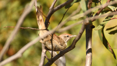 Poodytes carteri