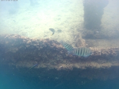 Abudefduf bengalensis