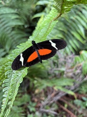 Heliconius clysonymus