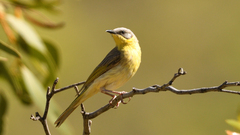 Ptilotula keartlandi