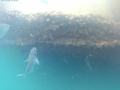 Acanthopagrus australis