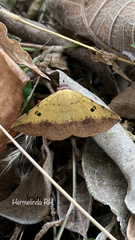 Hemeroplanis scopulepes