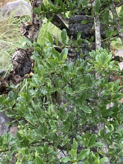 Strychnos madagascariensis