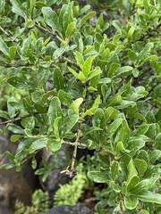 Strychnos madagascariensis