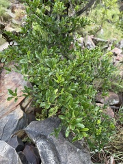 Strychnos madagascariensis