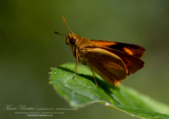 Miltomiges cinnamomea