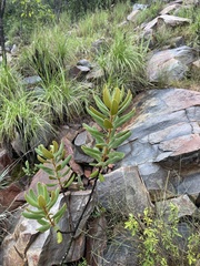 Euclea natalensis magutensis