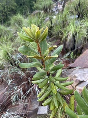 Euclea natalensis magutensis