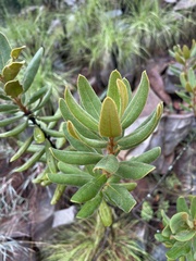 Euclea natalensis magutensis