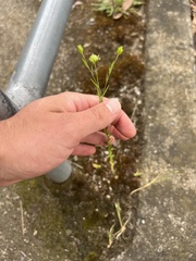Linum marginale