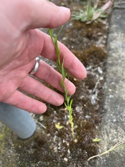 Linum marginale