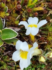 Euphrasia petriei