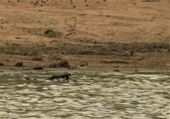 Charadrius tricollaris