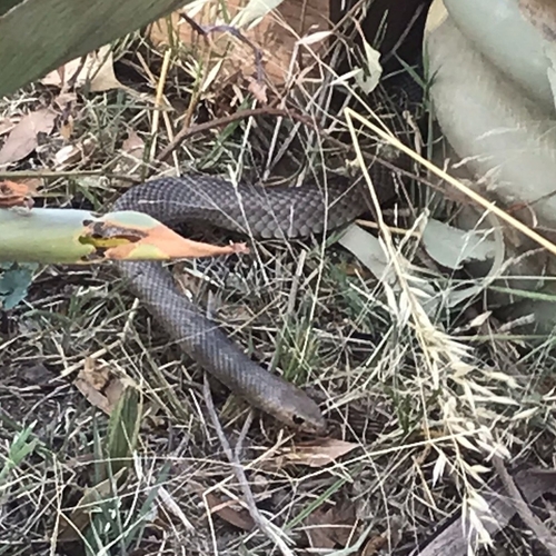 Eastern Brown Snake sighting