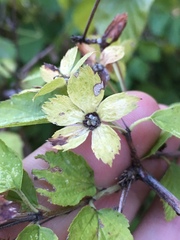 Neviusia alabamensis