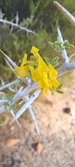 Wiborgia