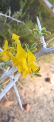 Wiborgia