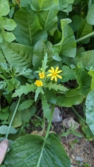Senecio vernalis
