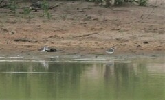 Charadrius tricollaris