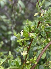 Cryptolepis delagoensis