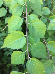 Neviusia alabamensis