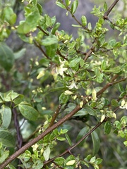 Cryptolepis delagoensis