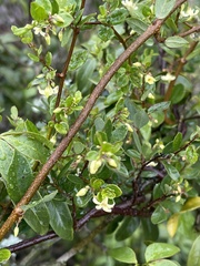 Cryptolepis delagoensis