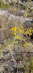 Wiborgia