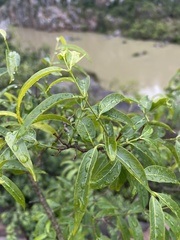 Wrightia natalensis