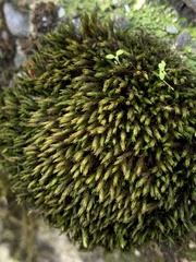 Schistidium splendens