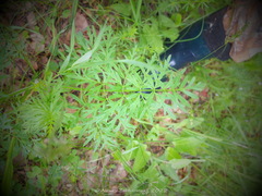 Silphiodaucus prutenicus